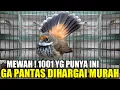 Download Lagu DILUAR AKAL SEHAT ! BURUNG CANTIK BERSUARA MEWAH INI DIBANDROL 40 RIBU PADAHAL LANGKA JARANG ADA
