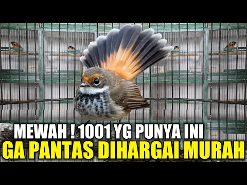 Download MP3 DILUAR AKAL SEHAT ! BURUNG CANTIK BERSUARA MEWAH INI DIBANDROL 40 RIBU PADAHAL LANGKA JARANG ADA