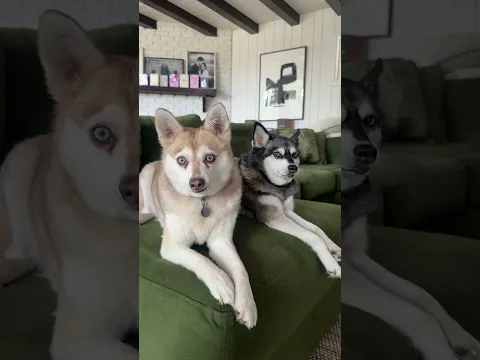 Alaskan Klee Kai Coat Color Question Answered