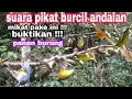 Download Lagu SUARA PIKAT BURCIL || andalan tukang pikat burung liar