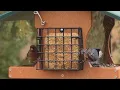 Birds singing under the Rain - Soothing Relief for Stress, Anxiety and Inner Sadness 🕊️ 8K U