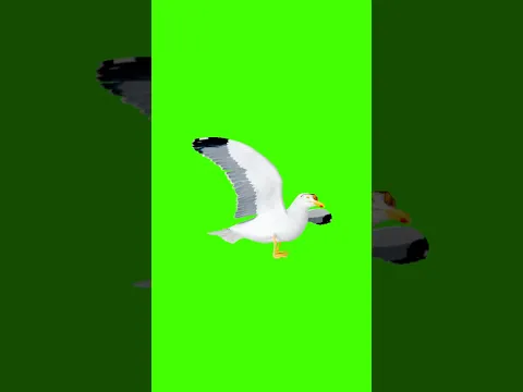 Seagull dance meme remix Green Screen