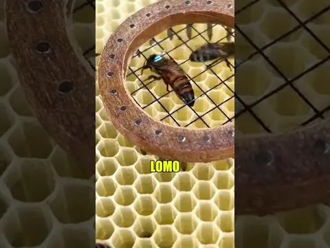 Así Es Cómo Los Apicultores Encuentran a La Abeja Reina 🐝👑