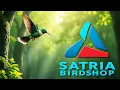 Download Lagu update stock terbaru di satria birdshop hari minggu pagi bongkaran burcil dan perkutut warna!