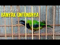 Download Lagu Pelihara Burung Ini Banyak Untungnya