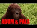 Adum Pals Congo