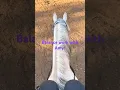 Download Lagu It’s been a long minute since I’ve lunged Copper. quarterhorse #arabhorse #greyhorse #palomino