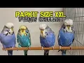 Download Lagu Mengenal Burung Exhibition Budgerigar / Parkit Holland Dan Harganya