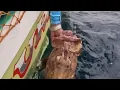 Download Lagu #اصغر صيادين ف جزيرة الضفدع                                   #fishing #اكسبلور #ترند #fish #food  