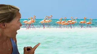 We Found Wild Pink Flamingos IN THE BAHAMAS!!