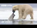 Nature s Most Impressive Predators BBC Earth