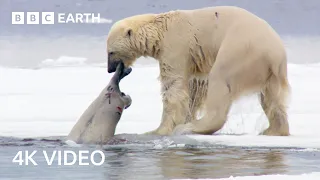 Nature s Most Impressive Predators BBC Earth
