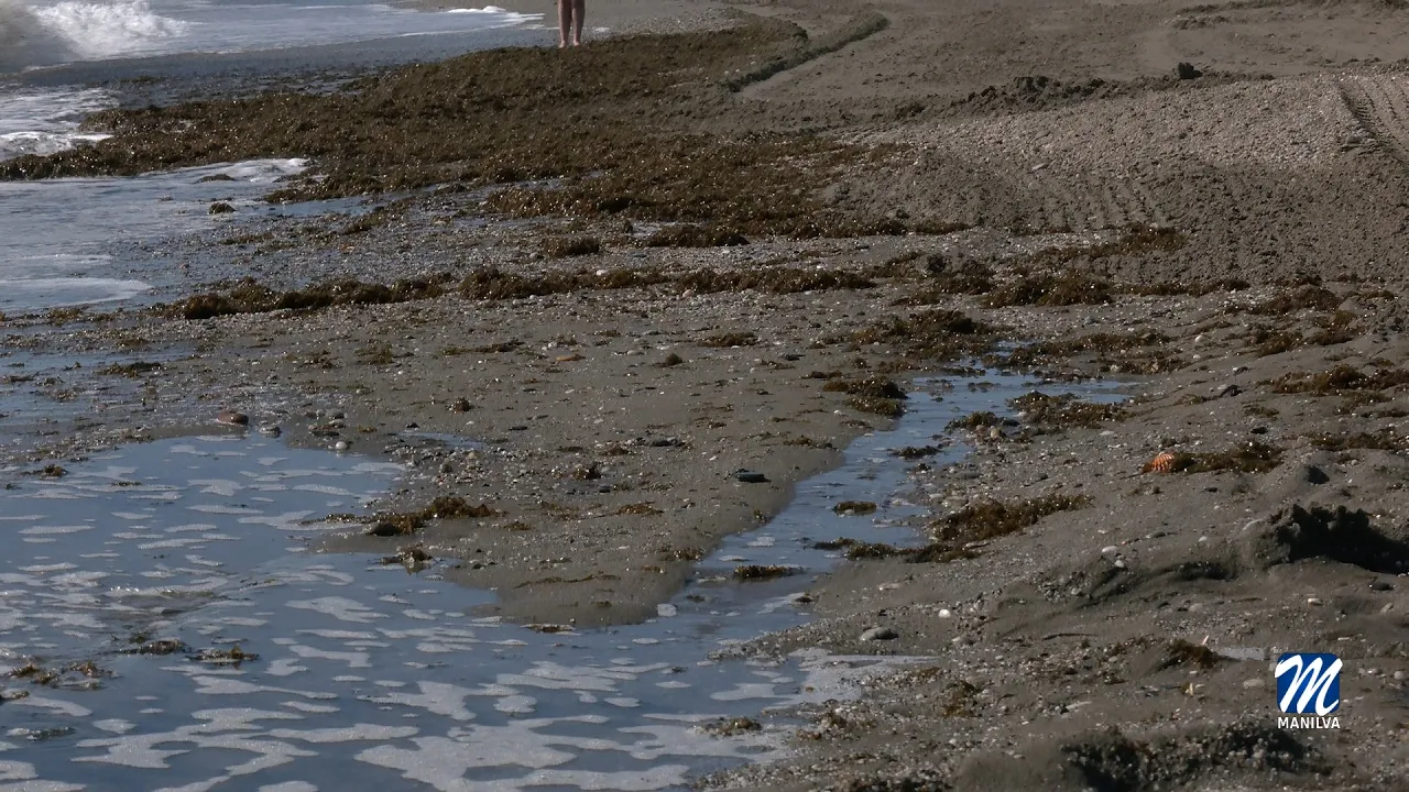 Playas trabaja a diario en la retirada de algas