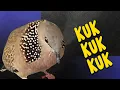 Download Lagu Tekukur Kuk 3 Gacor Suara Pulen, Masteran Paling Handal