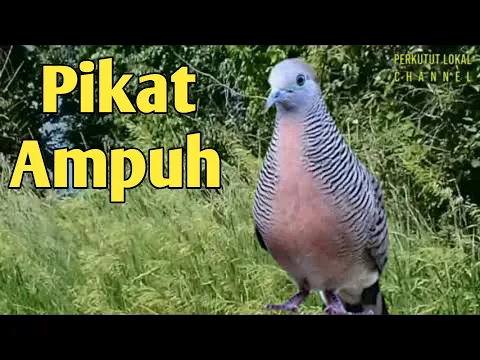 Download MP3 Suara Perkutut Lokal Memanggil Cocok Untuk Pikat Durasi 1 jam