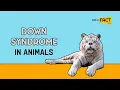 8 Facts and Myths About Down Syndrome in Animals