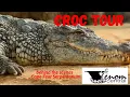 Crocodiles King Cobra Worlds Largest Pit Viper Cape Fear Serpentarium tour