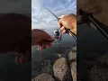 Download Lagu Ajing fishing styles Fish Onzz‼️ #fishing #fishingvideo #ajing