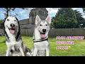 Download Lagu Mum Reunited For The First Time With One Of Her Puppies!! It’s Phil!! Now Knox!🥹💙.