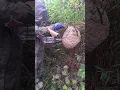 Download Lagu Harvest old bees🐝🐝🐝 | Tropical Forest Bees #bees