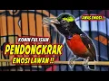 Download Lagu PANCINGAN KOLIBRI NINJA GACOR FULL BONGKAR MATERI KASAR !! MASTERAN KONIN ISIAN TEMBAKAN MEWAH