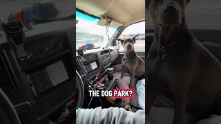 #fyp #dream #pets #doberman #vlog