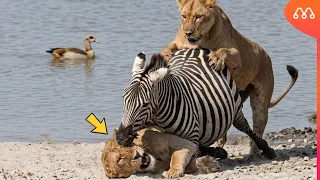 NUNCA SUBESTIME UMA ZEBRA: AS LEOAS PAGARAM O PREÇO