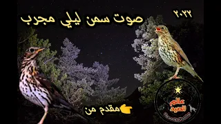 صوت ليلي لطائر السمن الصوت الأقوى في عالم الصيد Nocturnal Sound Of A Quail Bird 
