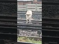 Download Lagu train V's cow,#train ,#cow ,cow V's train 🚆#shorts