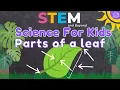 Parts of a Leaf Science For Kids STEM Home Learning