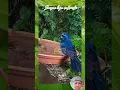 Download Lagu Mirip Burung Selendang Biru #shorts