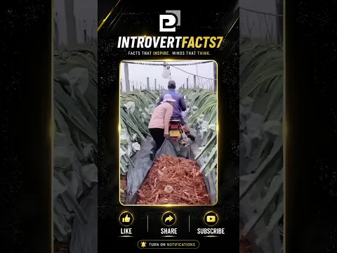 ​🤯 Dragon Fruit పండించడం అంత ఈజీ కాదు... ఇంత పెద్ద ప్లానింగ్ ఉంటుందా?