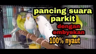 Download Pancing suara burung parkit, langsung nyautt. MP3