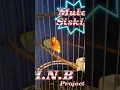 Download Lagu Hybrid kenari x red siskin, suara isian pareasi, mule on fire