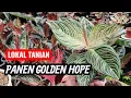 Lagu WHEAT JUST HARVEST GOLDEN HOPE CROP