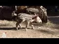 Download Lagu Feest in Artis: twee tapirs geboren