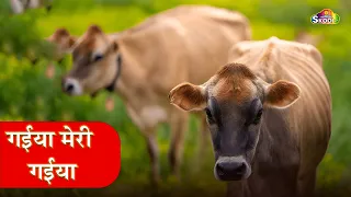 🔴LIVE -Funny Cow Dance 6 │ Funny Cow Song and Hilarious Cow Videos for Laughs! Meri Gaiya Aati Hai