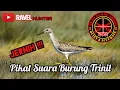 Pikat Suara burung Trinil. Suara jernih \u0026 Durasi Panjang