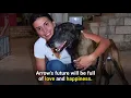 PETA Rescues Arrow in Beirut