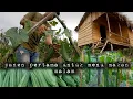 Download Lagu Panen pertama sayur oyong langsung masak untuk makan malam saat lagi demam hidup di hutan