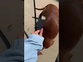 wienie lover