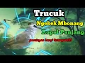 Download Lagu Trucuk Ngekek Ropel pancingan bunyi | BirdLovers9 #burungtrucuk #yellowventedbulbul #trucukangacor
