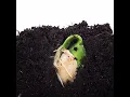 Download Lagu LINDO VÍDEO GERMINAÇÃO (DESENVOLVIMENTO DA SEMENTE)