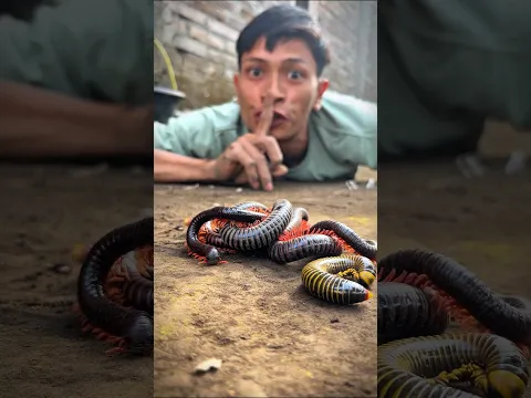 Say Sush and no sound, These cute millipedes will scatter to find a safe place #shortvideo