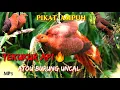 Download Lagu suara pikat burung uncal atou tekukur api #terbaru