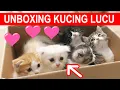 UNBOXING KUCING LUCU LUCU