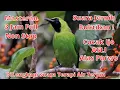 Download Lagu 🔥3 JAM FULL MASTERAN CUCAK IJO ALAS PURWO||Dunia Hewan 45