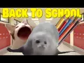 Bouncing Seals Back To School