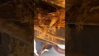 CHEAP JEEP Nest Removal Diy Old Rust Animals Shorts 