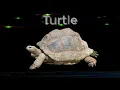Turtle Spirit Animal Meaning of Spirit Animal Symbols